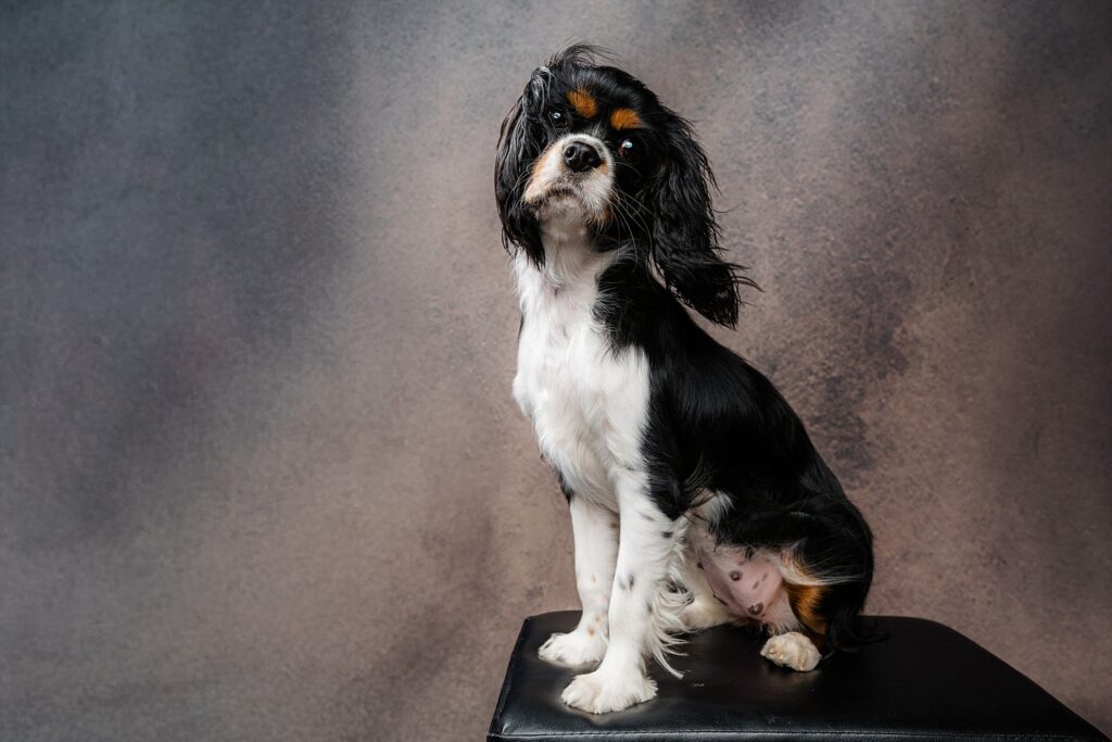 Editorial portrait of a Cavalier King Charles puppy in a Raleigh studio; Cavalier puppy sitting on furniture for a pet photography session in Raleigh NC.